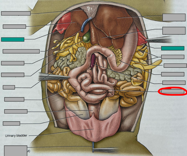 <p>What part of the organism is this?</p>