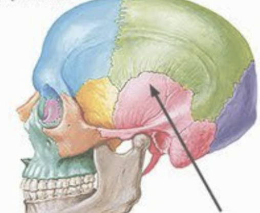 <p><span style="background-color: transparent; font-family: "EB Garamond", serif;"><span>Located on each side of the head, at the temples; they form the sides and base of the cranium</span></span></p>