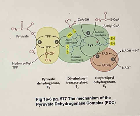 <ol><li><p>pyruvate enters E1, binds to TPP and is decarboxylated (forming O2) to form the intermediate hydroyethl-TPP </p></li><li><p>Lipoamide arm (oxidised) enter E1 </p></li><li><p>The hydrozyethyl group is oxidsed to an acteyl group and is bound to the now reduced lipoamide arm (which is now called dihydrolipoyl group) </p></li><li><p>the reduced arm carrying the acetyl unit moves in E2 and the acetyl group is transerred to COA, forming acetyl COA (acetyl COA leaces the enzyme) is transferred to COA, forming acetyl COA (acetyl COA leaves the enzyme) </p></li><li><p>the reduced dihydrolopyl lipoamide arm moves into E3 where it is oxidsed by FAD (FAD is reduced to FADH2) </p></li><li><p>NAD+ enters E3 and reoxidises FADH2 back to the FAD (NAD+ is reduced to NADH, which leaves E# and now back at step 1) </p></li></ol><p>**note: there are many copies of E1, E2, E3 enzymes and cofactors in the complex</p><p></p>