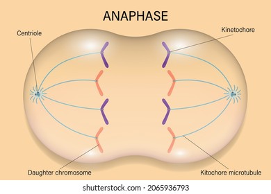 Third stage of mitosis where sister chromatids separate and are pulled toward opposite poles of the cell