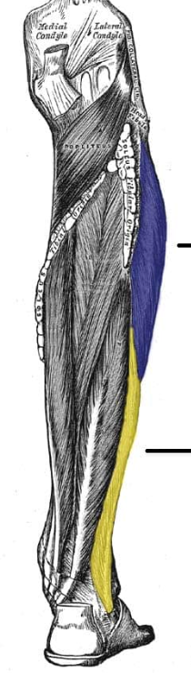 <p>ID muscle and innervation (navy)</p>
