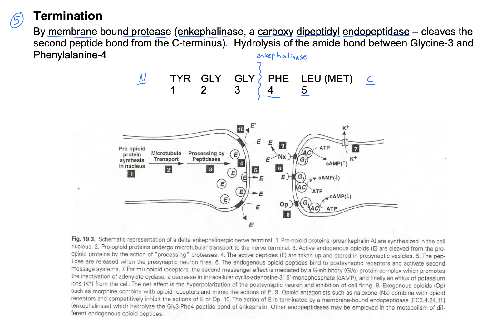 knowt flashcard image