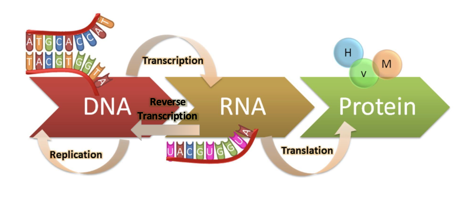 <p>The central Dogma </p>