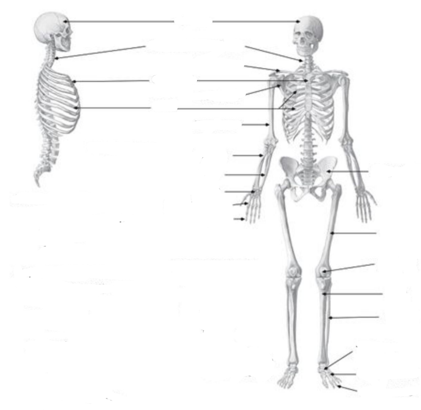 <p>scapula</p>