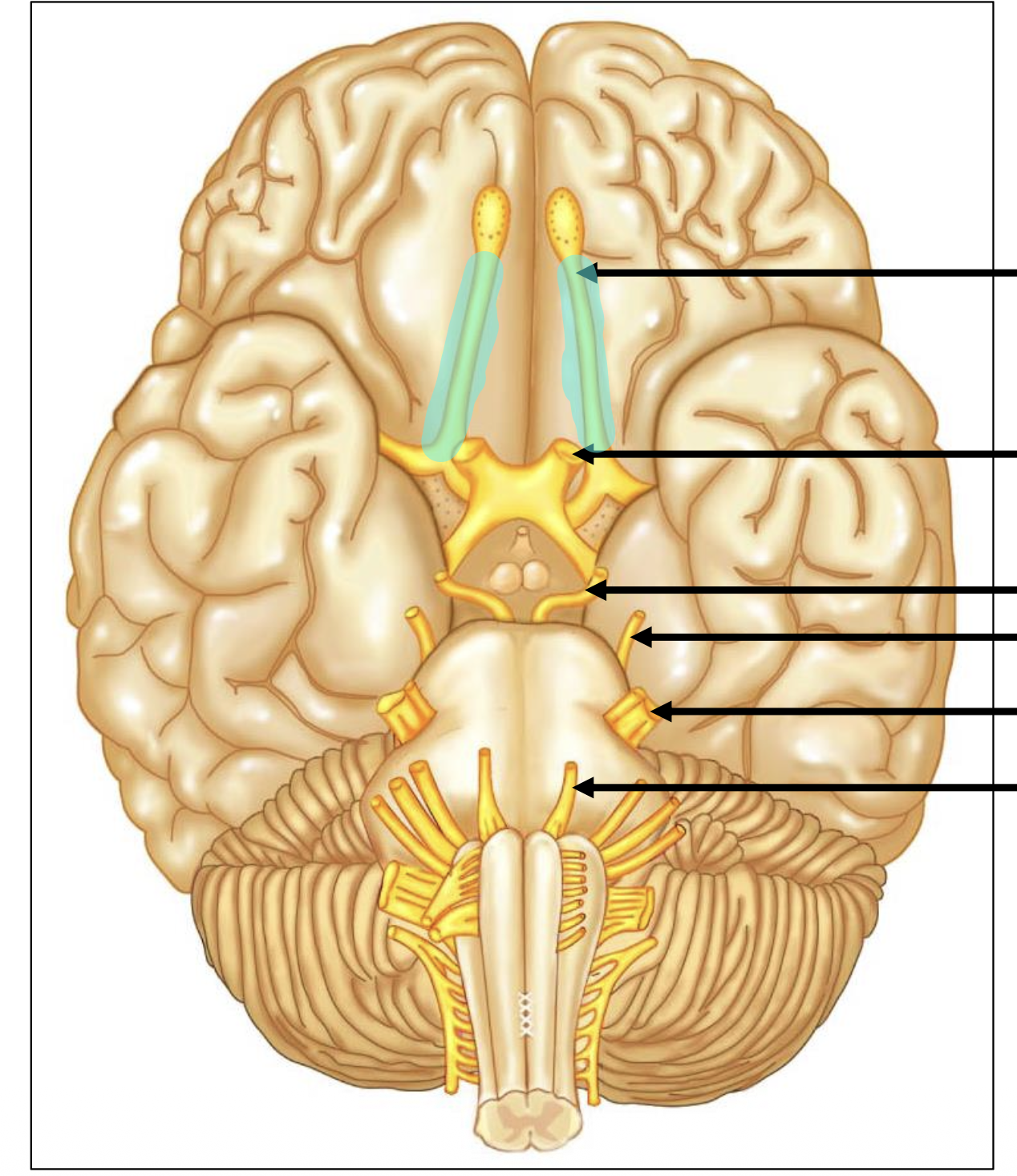 <p>Give the name of the highlighted nerve</p>