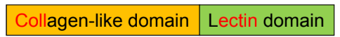 <p>Mix of collagen-like domain and lectin domain</p>