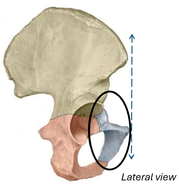 term image