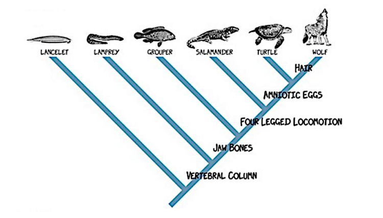 <p>Cladogram simplification</p>