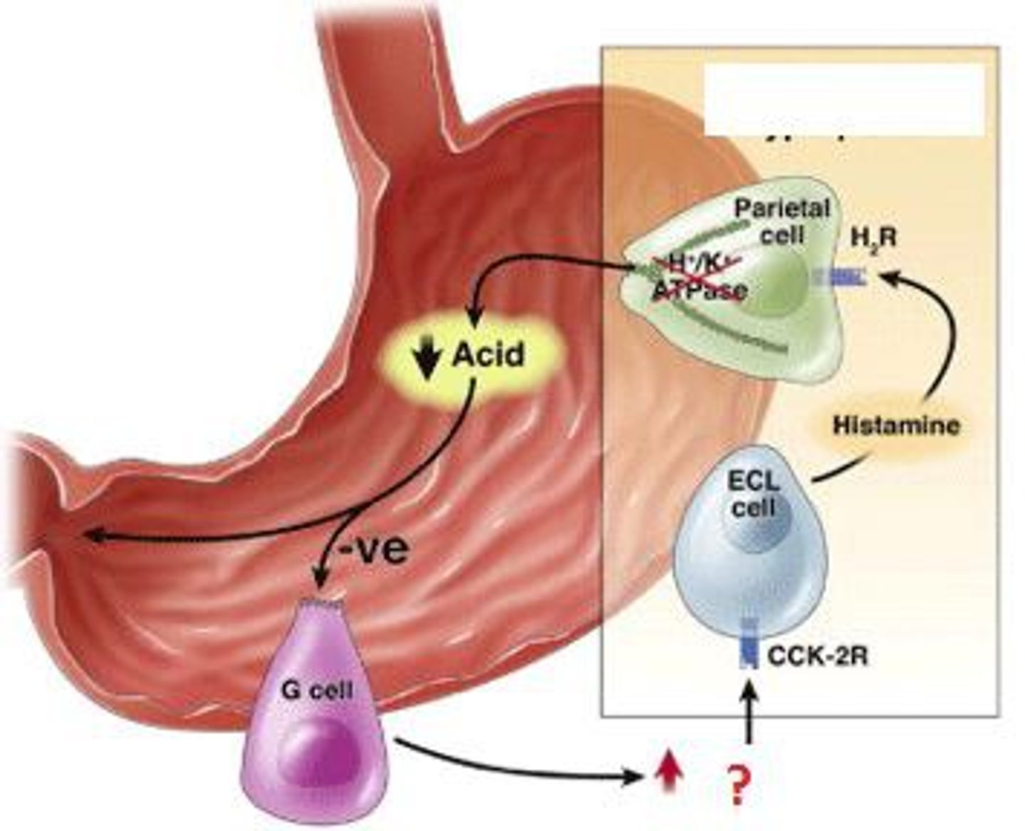 <p>Gastrin is secreted by the gastric mucosa in response to protein intake.</p>