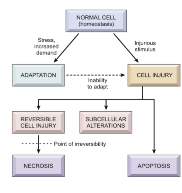 <ul><li><p>pH, Temperature, nutrition, pressure, etc. </p></li><li><p>in event of variations in the internal & external environment, organs, tissues, and even individual cells strive to acheive homeostasis.</p></li></ul><p></p>
