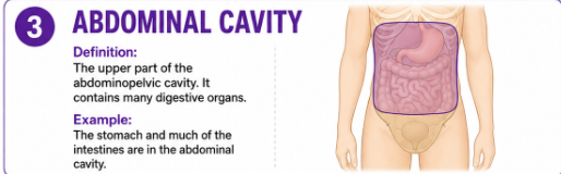 <p>The upper part of the abdominopelvic cavity. It contains many digestive organs.<br>Example: The stomach and much of the intestines are in the abdominal cavity.</p>