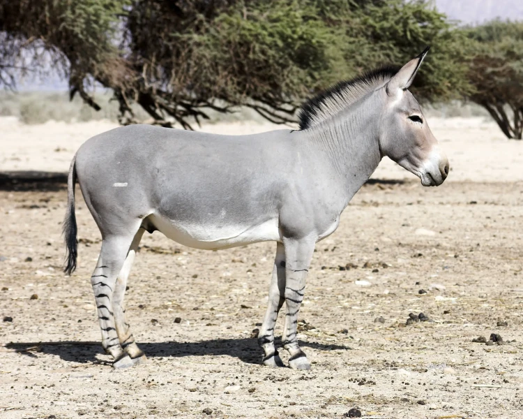 <p>Common Name: African wild donkey</p>
