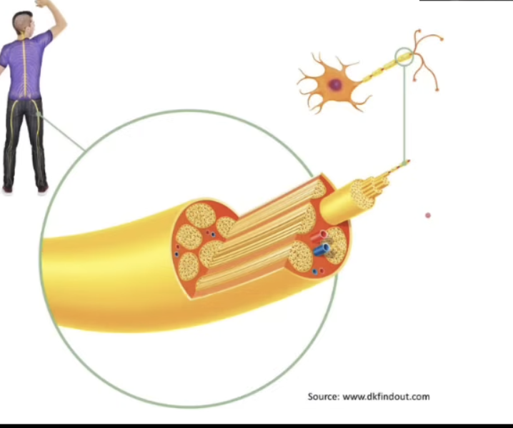 <p><span style="background-color: transparent;">Neurons are the <strong>nerve cells</strong></span></p><ul><li><p><span style="background-color: transparent;">They have long <strong>nerve fibres</strong> (axons) which may be <strong>myelinated</strong> or <strong>unmyelinated</strong></span></p></li></ul><p></p><p><span style="background-color: transparent;">Nerves are<strong> bundle of nerve fibre surrounded in a sheath</strong></span></p><ul><li><p><span style="background-color: transparent;">Most nerves contain fibres of both <strong>sensory and motor neurons</strong></span></p></li></ul><p></p>