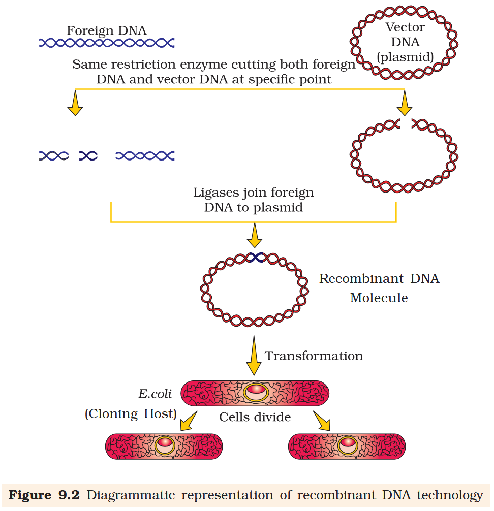 <p>Recombinant DNA molecule</p>