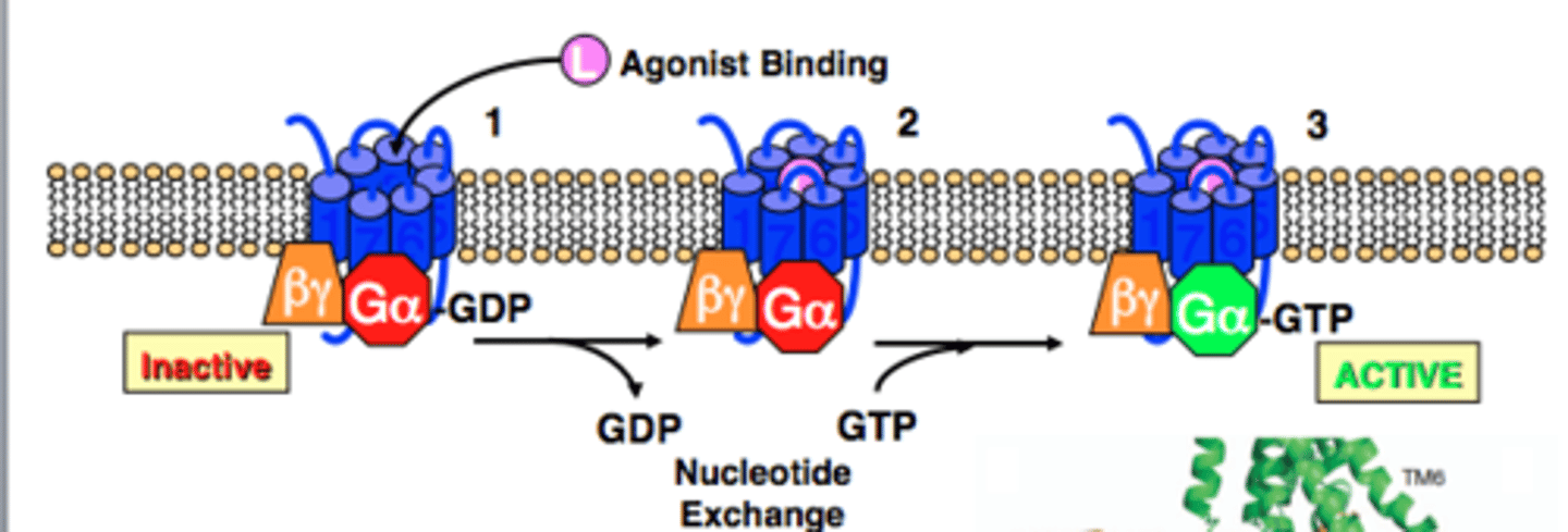 <p>Subunit that binds GDP in complex with Beta and Gamma subunits</p><p>Once ligand binds Alpha subunit is bound to GTP resulting in active protein</p><p>Alpha subunit then dissociates from Beta/Gamma units to activate adenylate cyclase</p>