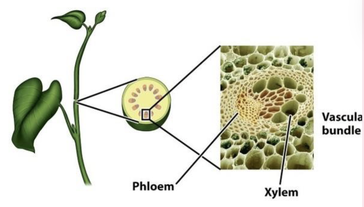 <p>Veins in the shoot system</p><ul><li><p>plant stems vary in their arrangement of these</p></li></ul><p></p>
