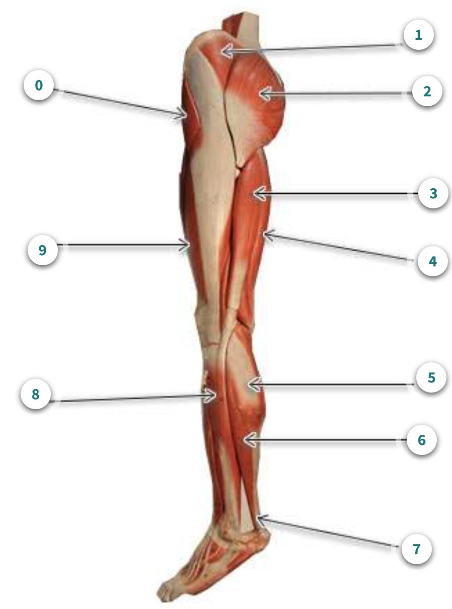 <p>What is muscle number 3?</p>