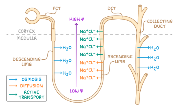 <ul><li><p>water leaves descending limb by osmosis into interstitial fluid as descending limb permeable to water</p></li><li><p>lowest ψ at tip of medulla - water reabsorbed by surrounding capillaries by osmosis</p></li><li><p>at the bottom of the ascending limb, which is impermeable to water, Na<sup>+</sup> and Cl<sup>-</sup> diffuse out due to low concentration of filtrate - this increases the concentration of ions in interstitial space so ψ very low</p></li><li><p>at top of ascending limb, Na<sup>+</sup> and Cl<sup>-</sup> leave by active transport and ion concentration in filtrate decreases as it ascends</p></li></ul><p></p>