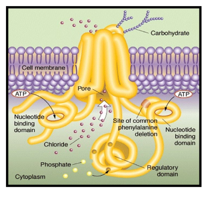 <p>CFTR contains <strong>ATP-binding cassette (ABC) domains</strong> (nucleotide-binding domains) that bind and hydrolyze ATP to regulate channel gating, making it unique among ion channels because it shares structural homology with ABC active transporters.</p>
