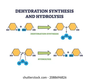 <p>They <strong>require an input of energy, so energetically UNFAVORABLE</strong></p><ul><li><p>In cells, enzymes and activated intermediates are used to make this happen</p></li><li><p>Requires energy → ATP (directly or indirectly)</p></li></ul><p><span><strong><span>produce water </span></strong><span>as a byproduct when two molecules combine to form a larger on</span></span></p>
