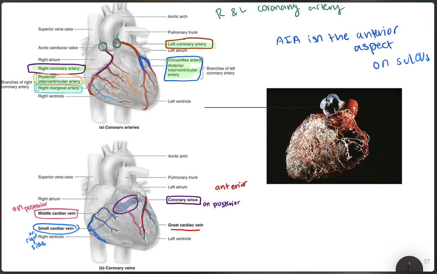 <ul><li><p><span>The left and right coronary arteries exit the aorta and feed the cardiac<br>muscle itself.</span></p></li></ul><p></p><ul><li><p><span>They branch into smaller blood vessels</span></p></li></ul><p></p><ul><li><p><span>The venous return (<em>deoxygenated blood</em>) occurs through the <strong>cardiac<br>veins</strong> (merge into <strong>coronary sinus</strong>)</span></p></li></ul><p></p><ul><li><p><span> Blood flows in the coronary vessels during the periods between heart<br>contractions. </span></p><ul><li><p><span>Blood flow is impaired when the heart beats excessively<br>(<strong>tachycardia</strong>)<br></span></p></li></ul></li></ul><p></p>