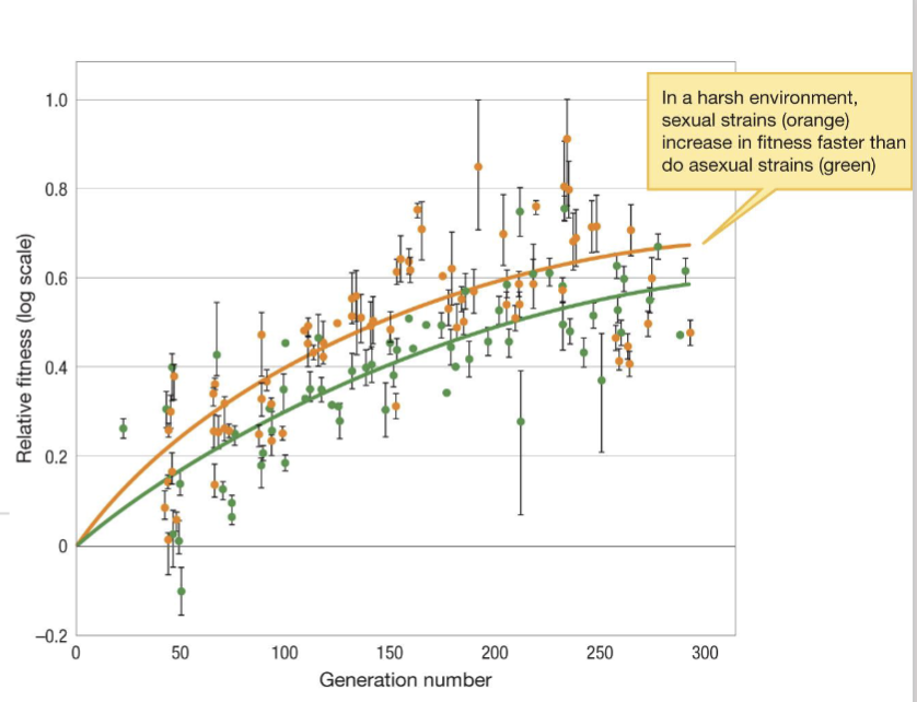 <p><span>change in fitness of<br>yeast strains in a<br>harsh environment</span></p><p><span>-in a harsh environment, sexual strains (orange) increase in fitness rather than do asexual strains (green)</span></p>