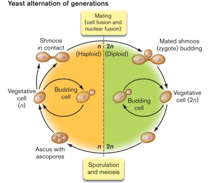 <p>Describe the yeast alteration life cycle </p>