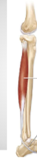 <ul><li><p><span style="background-color: transparent;">A: eversion foot; plantar flexion ankle</span></p></li></ul><p></p>