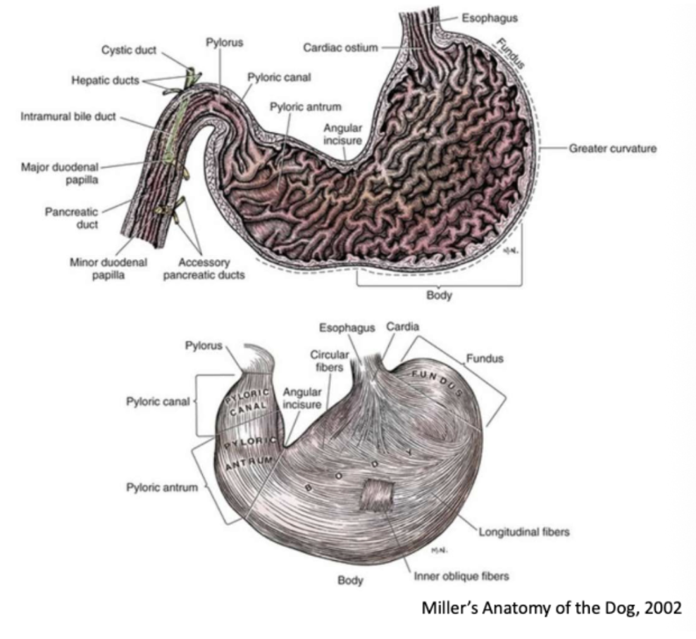 <p>Cardia → fundus/body → pylorus</p>
