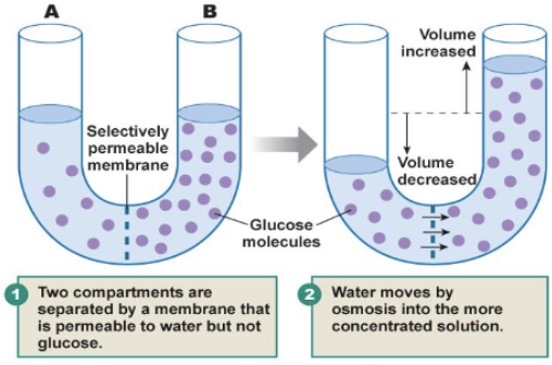 <p>Passive movement of water toward the <strong>higher solute concentration</strong> across a semipermeable membrane</p>