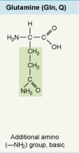 <p>Additional amino (–NH₂) group, basic</p>
