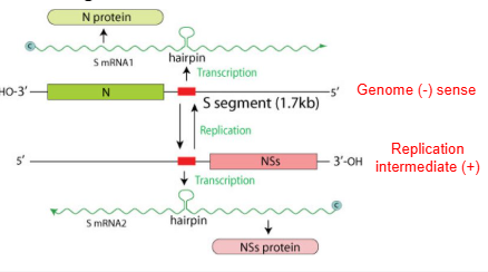 <p>Genome that contains coding regions in both positive and negative-sense orientations.</p>