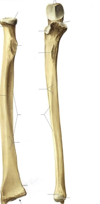 <p><strong>Ulna</strong></p><p>Coronoid process</p><p>Olecranon process</p><p>Radial notch</p><p>Trochlear notch</p><p>Ulnar styloid process</p>