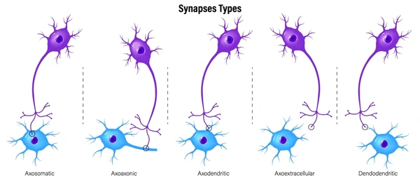<p><strong>Axosomatic</strong>: Synapses on _____ (~ ____%)</p>