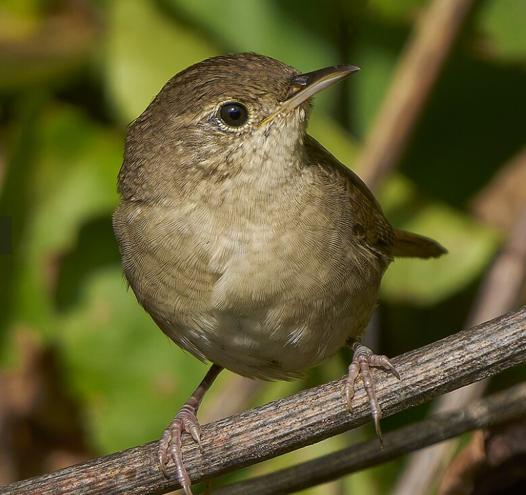 <p>Northern House Wren</p>