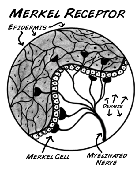 <p>these mechanoreceptors constantly fire action potentials, that is, they constantly send signals to the brain as long as the stimulus is touching skin. This receptor is specifically tuned to sense fine detail; for example, the details of Lincoln's face on a penny. This receptor is located in between the dermis and epidermis.</p>