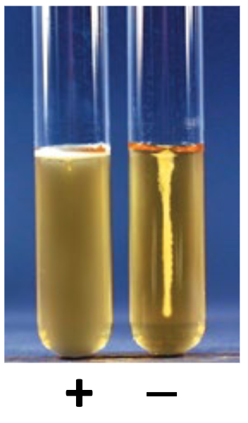 <p>there is no cloudiness, only growth on stab site</p>