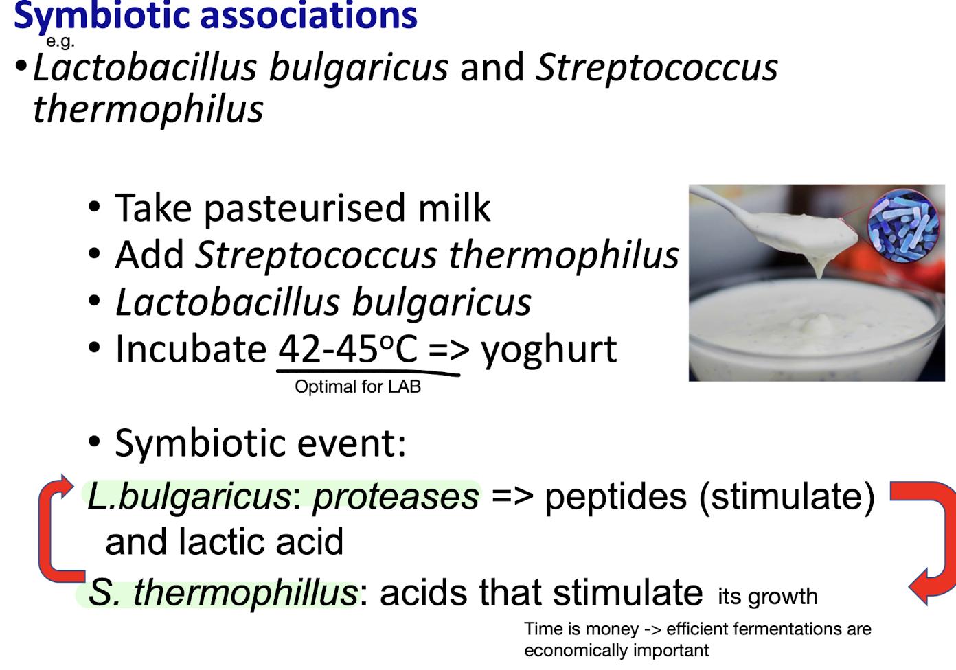 <p><strong>Key acidic molecules such as <mark data-color="green" style="background-color: green; color: inherit;">pyruvic acid, formic acid and CO<sub>2</sub></mark><sub> </sub>are released into milk by <em>S. thermophilus</em></strong><em>,</em> <strong>which <u>promotes the growth of </u><em><u>L. bulgaricus</u>,</em> allowing it to <mark data-color="green" style="background-color: green; color: inherit;">produce peptides by protease action</mark>, as well as amino acids and lactic acid,</strong> which promote the further growth of<em> S. thermophilus, </em><strong>demonstrating the symbiotic relationship between the organisms.</strong></p>