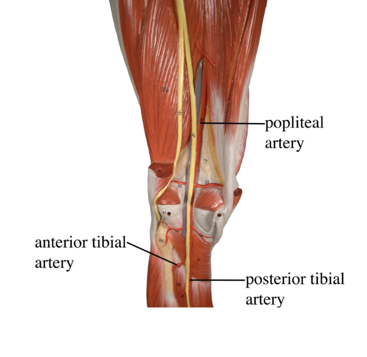 <ol><li><p>Anterior tibial artery</p></li><li><p>Popliteal artery</p></li><li><p>Posterior tibial artery</p></li></ol><p></p>