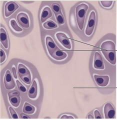 <p>-location : trachea, ends of long bones</p><p>-function : support</p>