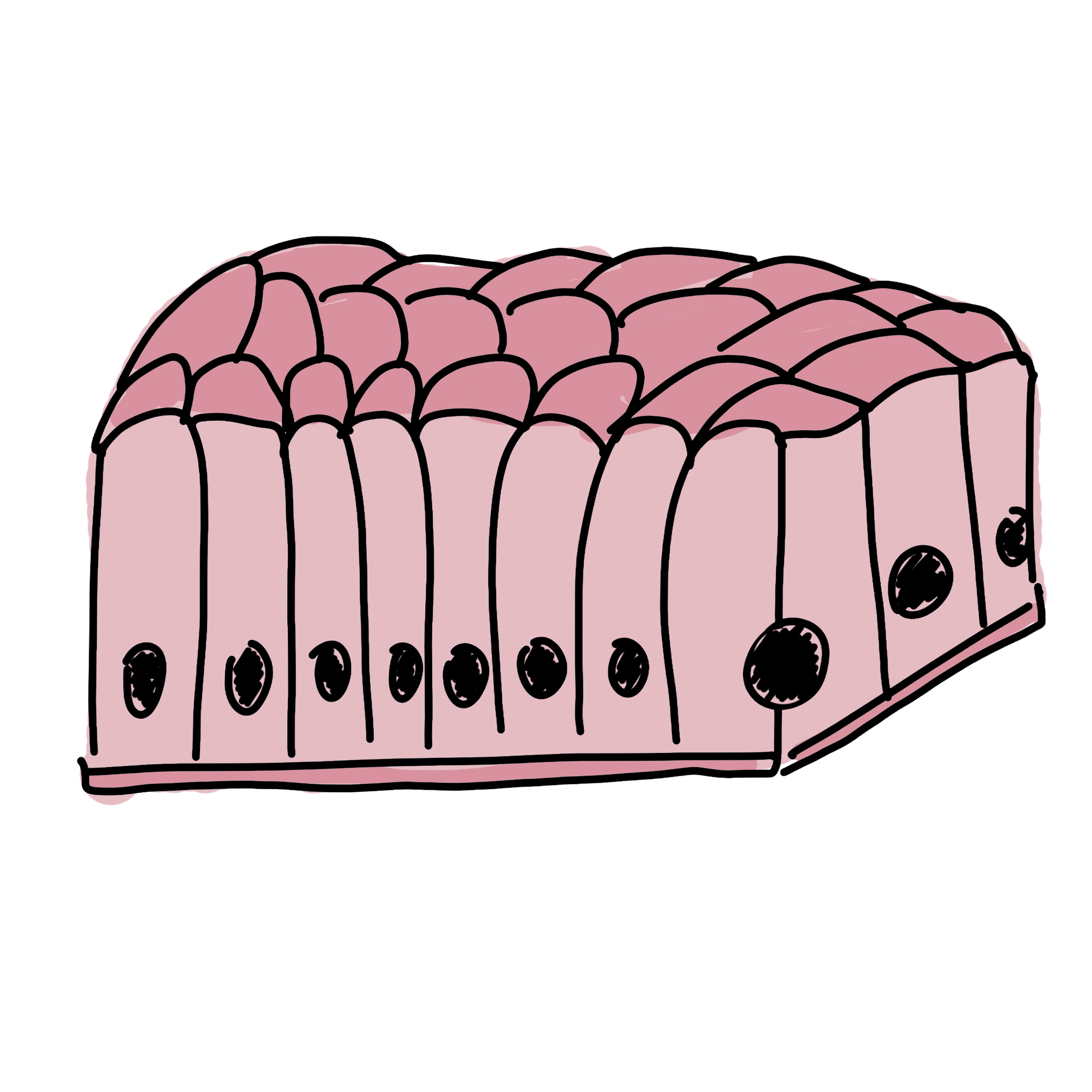 <p>jaka to tkanka?</p>