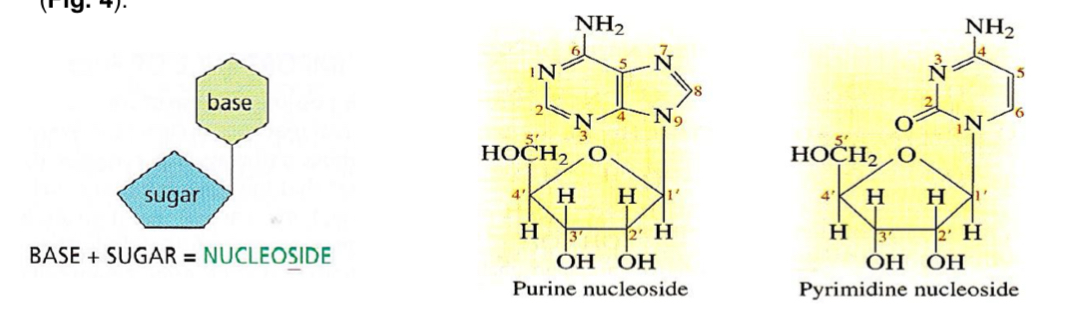 <p><strong><mark data-color="yellow" style="background-color: yellow; color: inherit;">nucleoside</mark> = <mark data-color="blue" style="background-color: blue; color: inherit;">pentose</mark> + <mark data-color="red" style="background-color: red; color: inherit;">nitrogenous base</mark></strong></p><ul><li><p>occurs with the elimination of water (<strong>condensation</strong>)</p></li><li><p><strong>1’ carbon</strong> of the pentose is linked in a <strong>glycosidic bond </strong>to the <strong>nitrogenous base</strong></p></li><li><p>2 types: ribonucleoside, deoxyribonucleoside</p></li></ul><p></p>