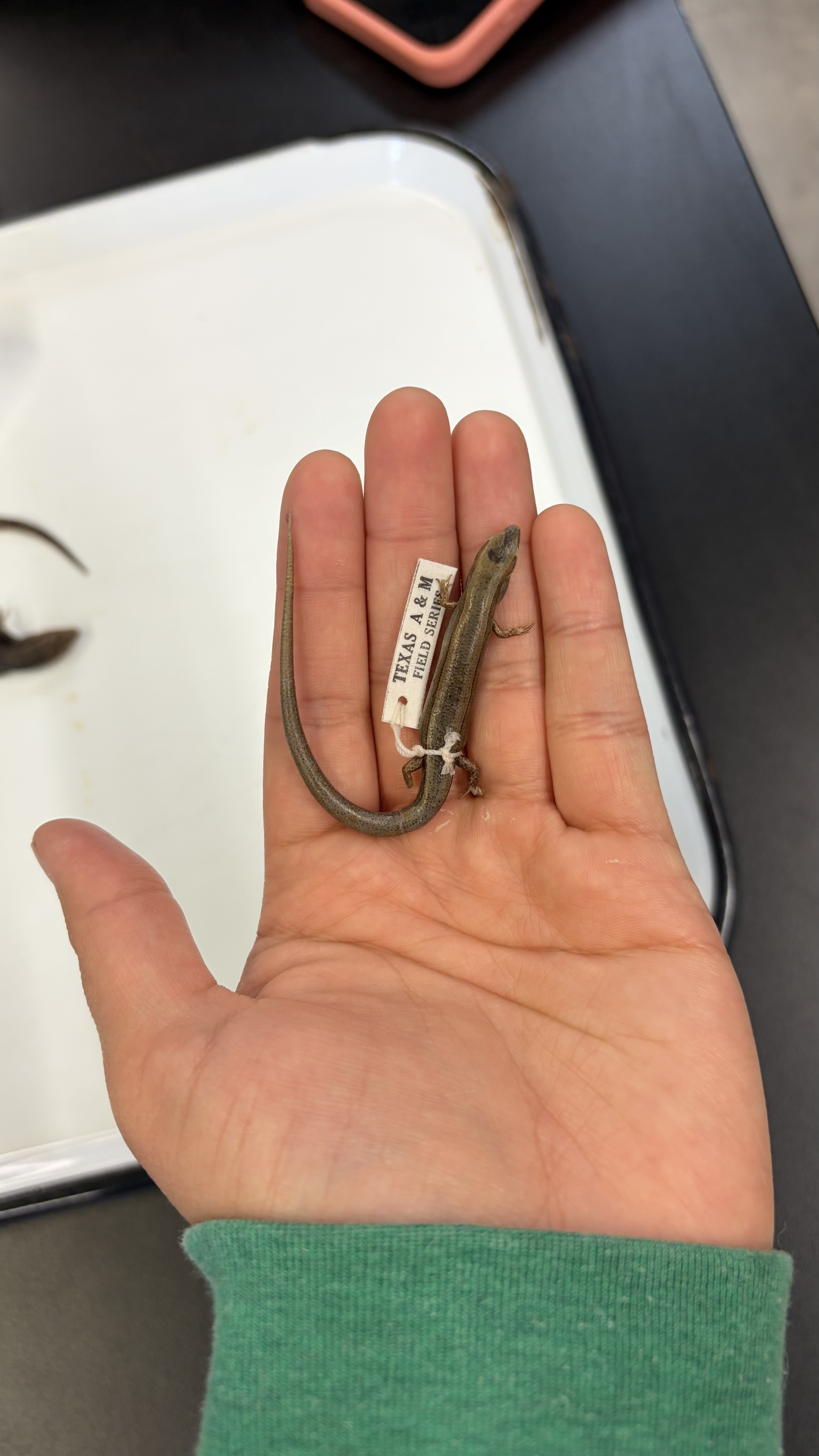 <ul><li><p>see 2 dark <strong>lateral</strong> lines going down it’s back</p></li><li><p>has a darker area of color going down it’s back in between those lines</p></li></ul><p></p>