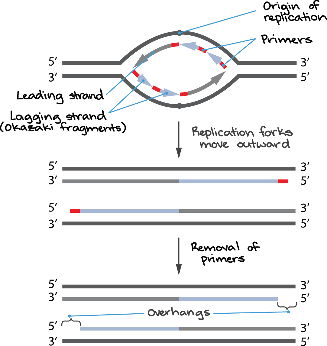 <p>end-replication problem</p>