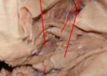 <p>site of maturation of t-cell lymphocytes. thyroid is in the middle of this structure</p>