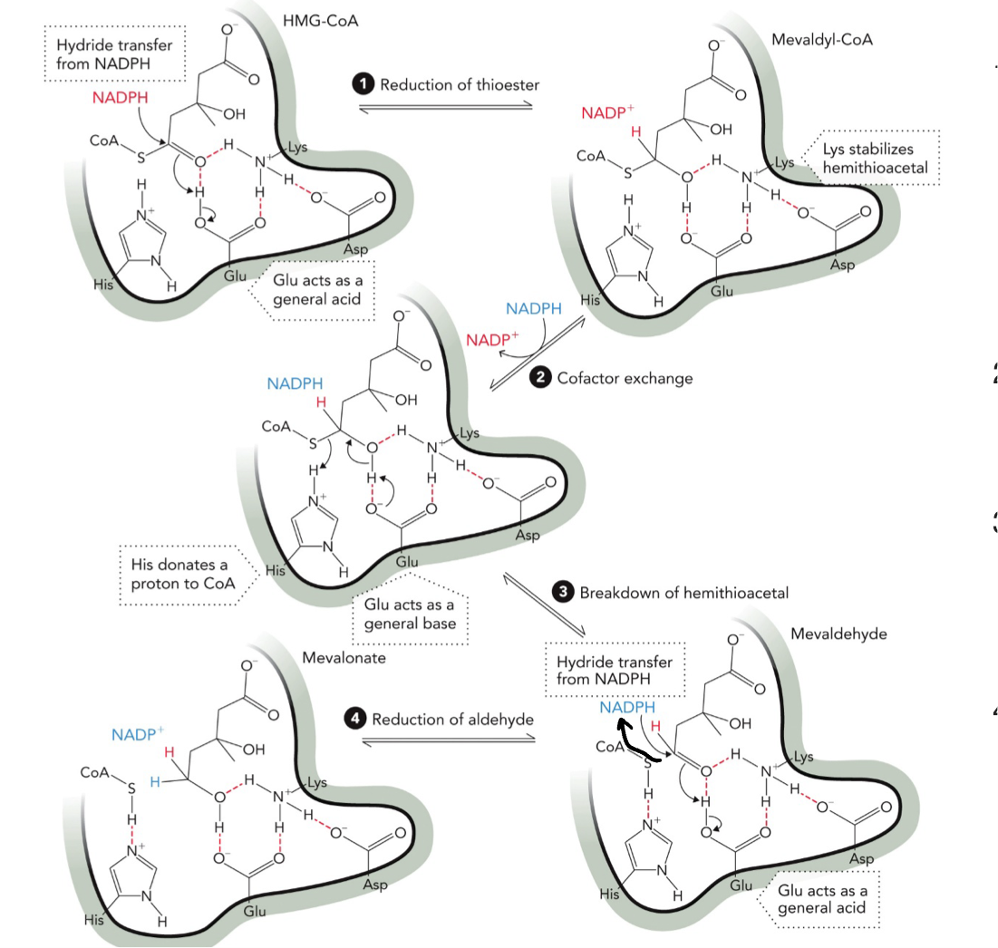 <p>STEP 1: First hydride transfer, NADPH → donates hydride (H<sup>-</sup>) and attacks carbonyl carbon of thioester. Forms oxyanion intermediate, Lys stabilizes negative charge, Glu acts as acid → gives H<sup>+</sup>, product hemithioacetal (mevaldyl-CoA)</p><p>STEP 2: Cofactor exchange NADP<sup>+</sup><sub><sup> </sup></sub>leaves and new NADPH binds</p><p>STEP 3: Glu acts as BASE now, removes H from the -OH, this helps break the C-S (CoA) bond. His donates H<sup>+</sup> to CoA, makes CoA-SH leave. Product: aldehyde (mevaldehyde)</p><p>STEP 4: Second NADPH donates hydride (H<sup>-</sup>), attacks aldehyde carbon, Gly donates H<sup>+</sup> again, mevalonate (alcohol formed) and NADP<sup>+</sup></p>