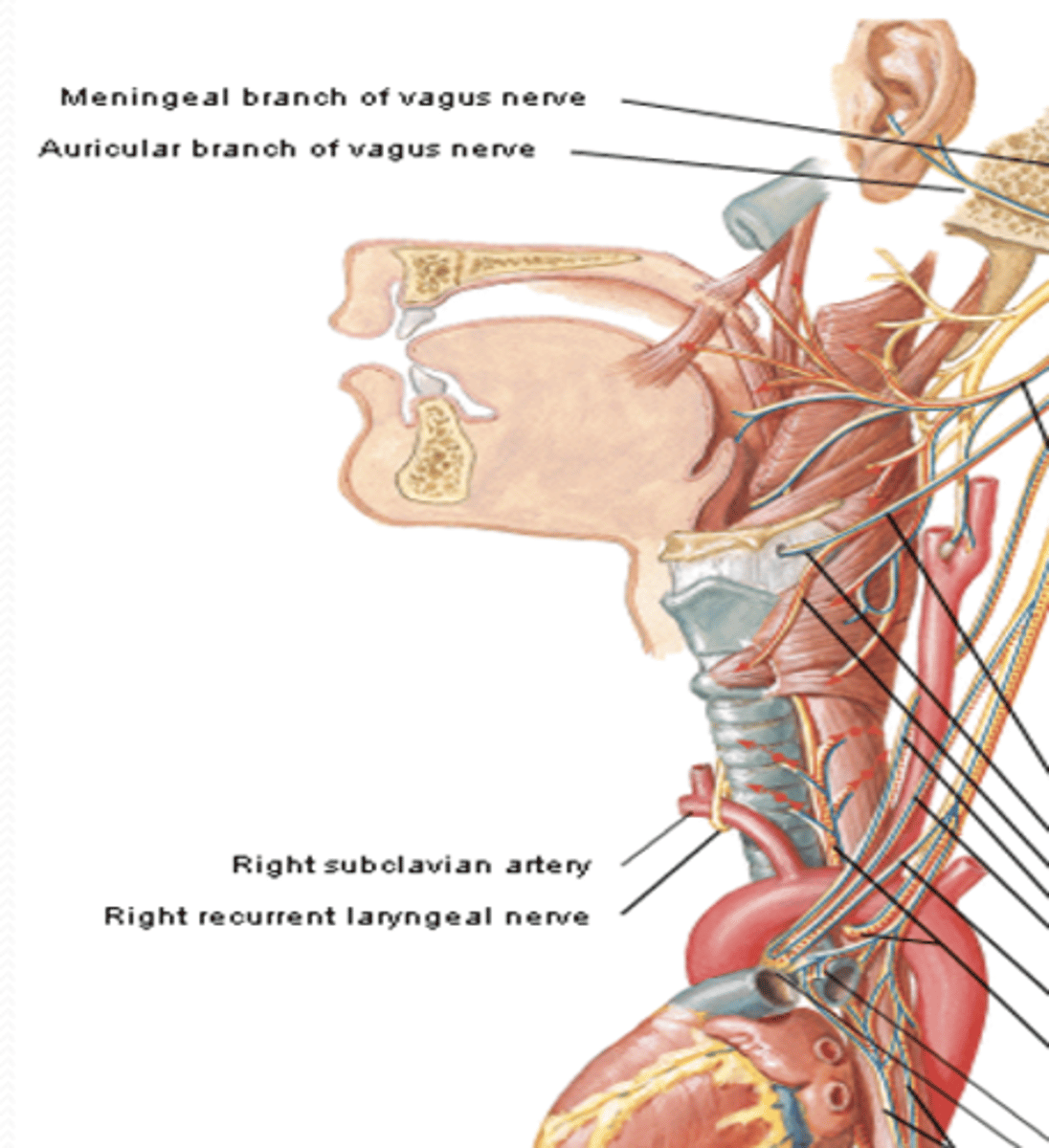 <p>What is the course of the recurrent laryngeal nerve branch of CN X?</p>