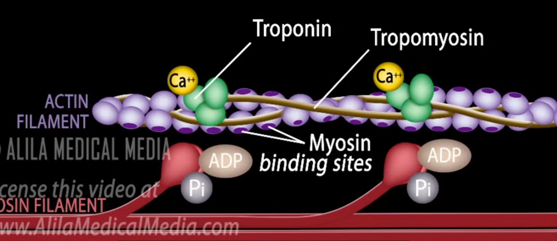 <p>What binds to troponin which moves the <u>tropomyosin </u>to reveal the myosin binding sites (which is on ACTIN)?</p>