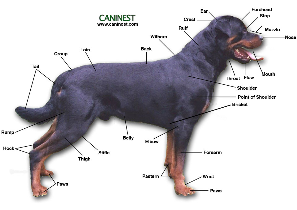 <p>Area at the base of the neck between the front legs that covers the cranial end of the sternum</p>