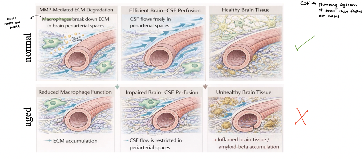 <p>regulates brain-CSF perfusion </p><ul><li><p>macrophages in periarterial spaces secrete matrix metalloproteases (MMPs) to remodel ECM </p><ul><li><p><span style="color: rgb(108, 225, 68);"><em>MMP-mediated degradation of collagen and laminin maintains an open periarterial pathway</em></span></p></li></ul></li><li><p><span>Efficient ECM remodeling supports robust brain–CSF perfusion along periarterial spaces</span></p></li><li><p><span style="color: rgb(255, 126, 126);"><strong>aging or dysfunction</strong></span><span> → reduced macrophage activity leading to ECM accumulation and narrowing of flow pathways</span></p><ul><li><p><span>impaired CSF perfusion decreases waste clearance, contributing to accumulation of toxic proteins and tissue dysfunction</span></p></li></ul></li></ul><p></p>
